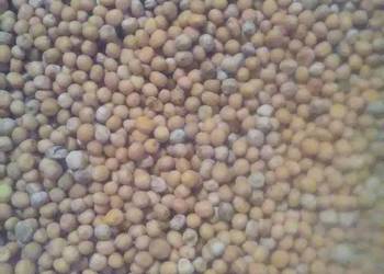 Gorczyca biała, facelia, poplon