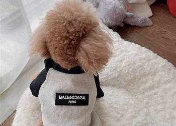 Nowa bluza ubranko dla psa Balenciaga XXS-3XL