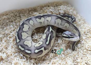 Pyton Królewski Regius samiec Pyton Królewski Regius samiec