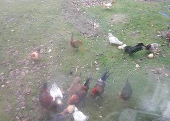 Kogutki zielononòżki czubatki staropolskie zwykle i liliputy