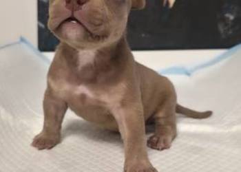 Śliczne szczenięta American Bully Pocket Mini – zdrowe i socjalizowane