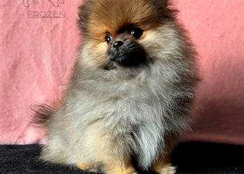 Szpic Miniaturowy, Pomeranian - suczki