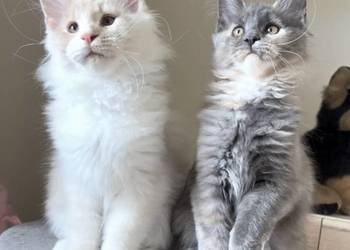 Maine Coon - piękne kocury ! Dymny i rudo biały !