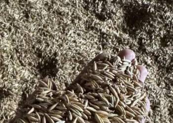 Mieszanka zbożowa Owies + Pszenica.