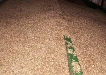 Pszenżyto sprzedam.