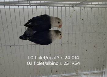 Sprzedam parę nierozłączek