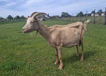 Koza saaneńska/alpejska