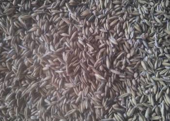 Sprzedam mieszankę zbożową