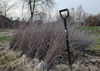 Antypka - podkładka generatywna pod wiśnię