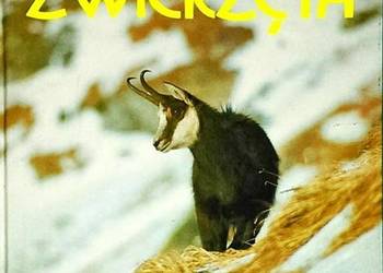 GÓRSKIE ZWIERZĘTA