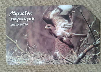 MYSZOŁÓW ZWYCZAJNY - PTAK DRAPIEŻNY