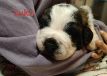 Szczeniaki Bernardyna