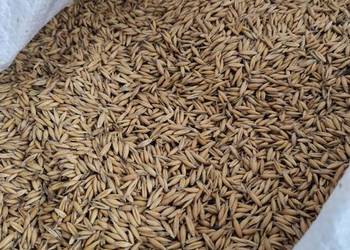 Owies pierwszy rok po centrali Arab