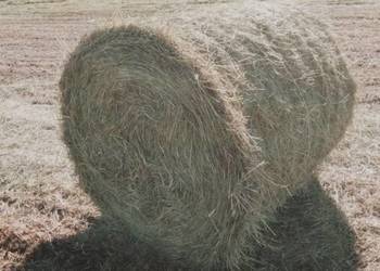 Siano bele bale 2025