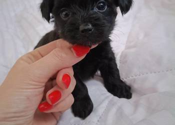 York Terrier Mini