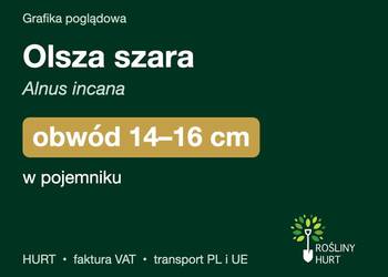 Olsza szara (Alnus incana) obwód 14-16 cm, w pojemniku – HURT