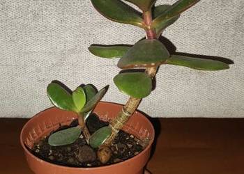Grubosz, crassula,  roślina rosnąca, nr 2