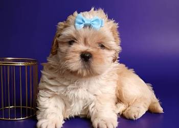 Gotowy do odbioru piękny unikatowy piesek rasy Shih-Tzu