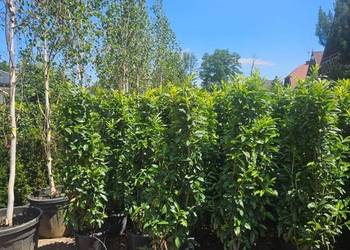 Laurowisnia Genolia 160++