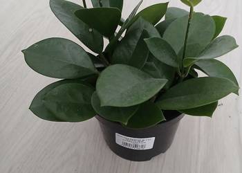 Hoya australis gęsta