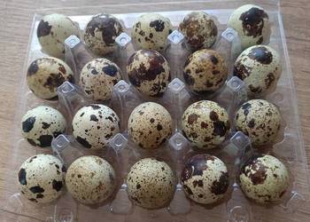 Jaja lęgowe przepiórcze