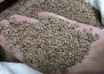 Sprzedam Seradela/Saladera