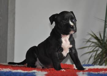Amstaff zkwp FCI przepiękna suczka