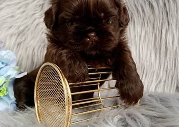 Czekoladowy piesek rasy Shih-Tzu