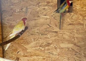 Rozelle białolice para lęgowa + młode