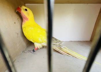 Księżniczka Walii samiec lutino