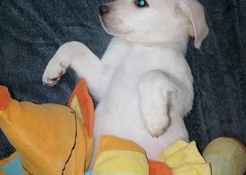 Labrador szczeniaki