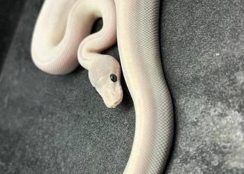 Super mojave Bel