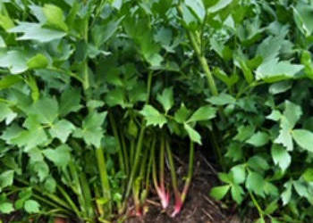 LUBCZYK (liście) – 25 zł/kg lub 20 zł/wiązka (5 pęczków)  – odbiór/dostawa