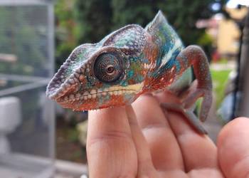 kameleon lamparci ambilobe red bar samiec