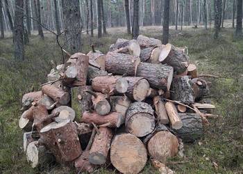 Drewno opałowe sosna