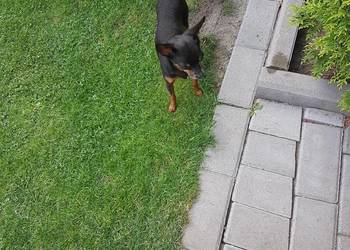 Ratler praski krysażyk .