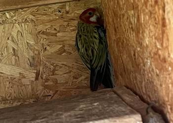 Samica rozella białolica