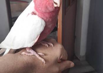 Kakadu różowe lutino