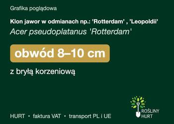 Klon jawor w odmianach np.: ’Rotterdam’ , ’Leopoldii’ obw. 8-10 cm, z 