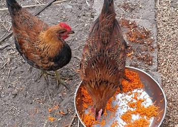 Kogut młody, zielononóżka, wykluty połowa sierpnia, cena za jednego, mam dw