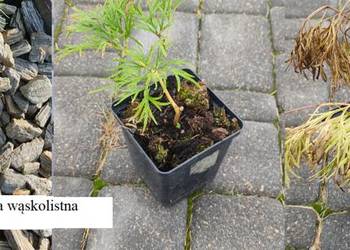 Paeonia tenuifolia piwonia wąskolistna delikatna pusta