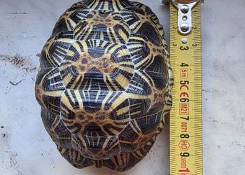 Żółw promienisty Astrochelys radiata