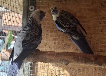 Rozelle królewskie para legowa 2021r