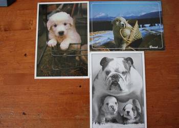 Pocztówki z  sympatycznymi pieskami Zainteresowany  zadzwoń!