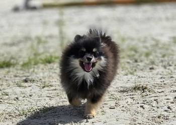 Szpic miniaturowy pomeranian malutki!!!