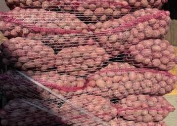 Ziemniaki RED SONIA w kalibrażu sadzeniakowym 35-50