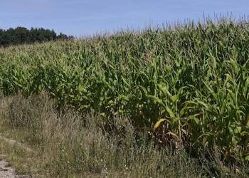Kukurydza na pniu 2, 5 ha