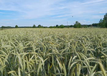 Pszenżyto Claudius Pszenżyto Claudius