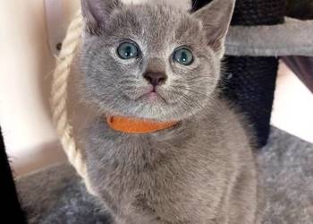 Rosyjskie niebieskie z rod 5 pok wstecz Bijou*pl