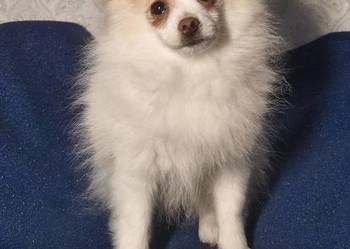 Szpic Miniaturowy Pomeranian - Unikatowe!